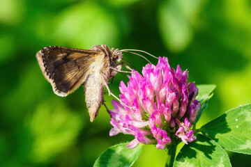 Moth enjoying the clover flower.