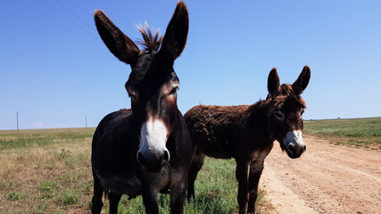 Fototapeta na wymiar 2 donkeys stand on a dusty village road and look into the camera. animals on the ranch