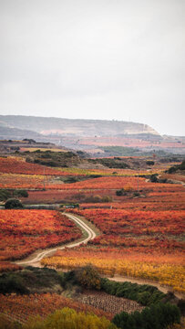 La Rioja is a province and autonomous community in northern Spain with a renowned local wine industry. 
