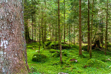 Natur und Umwelt im Schwarz Wald (Black Forest, Germany)