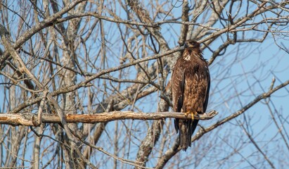 juvenile bald eagle in tree