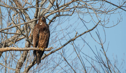 juvenile bald eagle in tree
