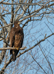 juvenile bald eagle in tree