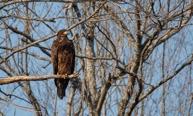 juvenile bald eagle in tree