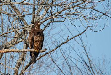 juvenile bald eagle in tree
