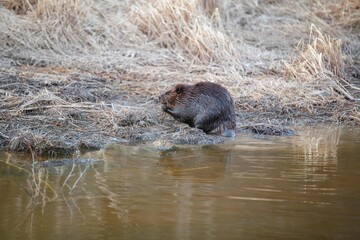 Beaver eating wood on river