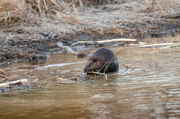 Beaver eating wood on river