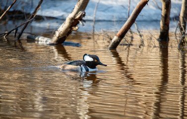 Hooded merganser ducks in river