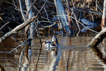 Hooded merganser ducks in river