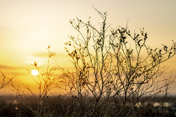 Fototapeta na wymiar Silhouette of dry plant at golden sunset
