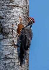 Pileated Woodpecker making hole in tree