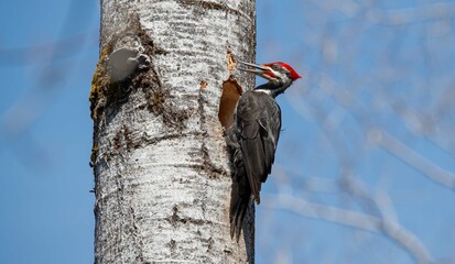 Pileated Woodpecker making hole in tree