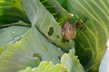 Striped crusader with cocoon with cubs on the net.
