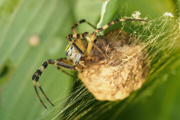 Striped crusader with cocoon with cubs on the net.