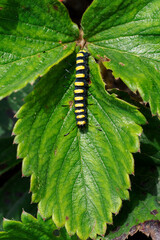 A caterpillar on a strawberry leaf.