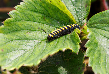 A caterpillar on a strawberry leaf.