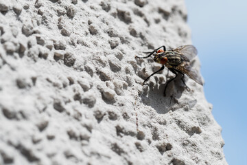Detail of a fly on the corner of the plaster.