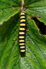A caterpillar on a strawberry leaf.