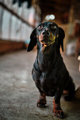 Vertical portrait of a young female Dachshund.