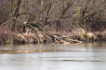 A bitten tree with a crown below the surface by a beaver lake.