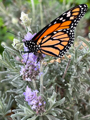 Monarch butterfly on lavender plan