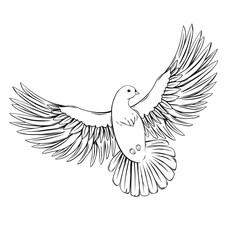 Dove isolated on white. Vector illustration.