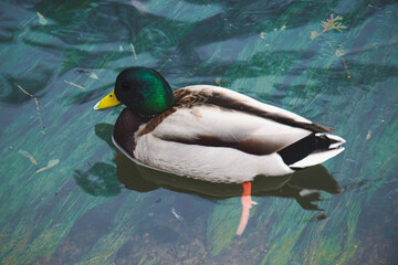Obraz premium Photo of a male duck swimming in a pond