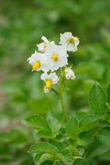 Potato flower on a stalk with leaves.