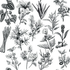 Antibacterial herbs seamless pattern.  Engraving sketchy hand-drawn vector illustrations set.