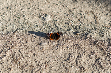 Colorful red admiral butterfly with open wings