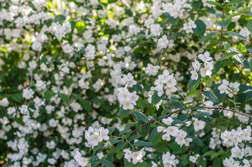 Obraz na płótnie Canvas Fragrant white flowers in blossom, summer landscape