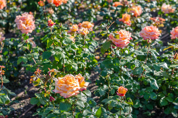 Orange roses in blossom