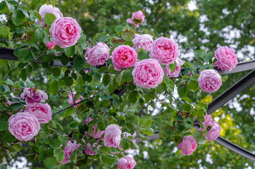 Pink roses in blossom