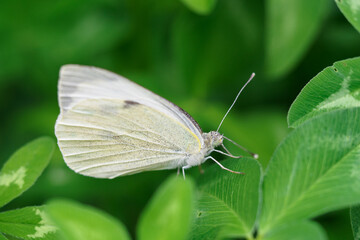 Caucasian man sitting on a clover leaf.