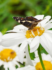 Reticulated butterfly on a daisy flower.
