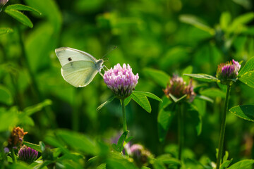 Caucasian man sitting on a pink clover flower.