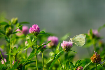Caucasian man sitting on a pink clover flower.