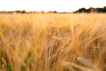 Fields of wheat 