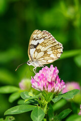 Ringed butterfly on a clover flower.