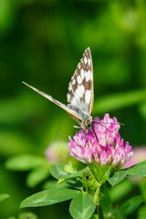Ringed butterfly on a clover flower.