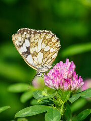 Ringed butterfly on a clover flower.