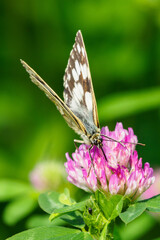 Ringed butterfly on a clover flower.