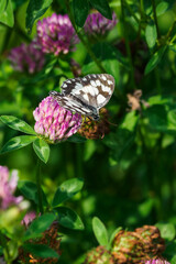 Ringed butterfly on a clover flower.