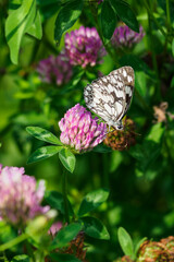 Ringed butterfly on a clover flower.