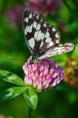 Ringed butterfly on a clover flower.