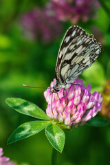 Ringed butterfly on a clover flower.