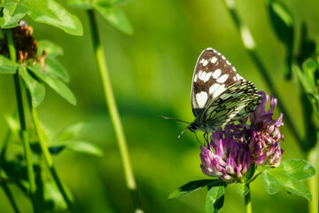 Ringed butterfly on a clover flower.
