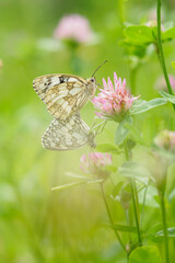 Two-leaved butterfly clover flower.