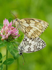 Two-leaved butterfly clover flower.