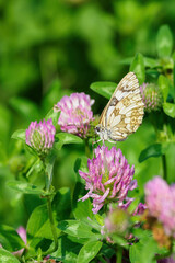Ringed butterfly on a clover flower.